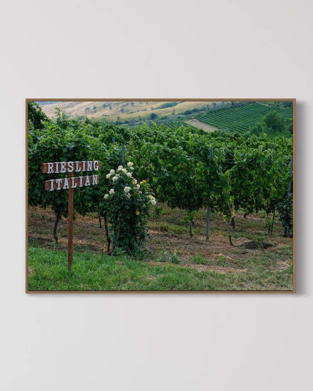 Riesling på italiensk vinmark