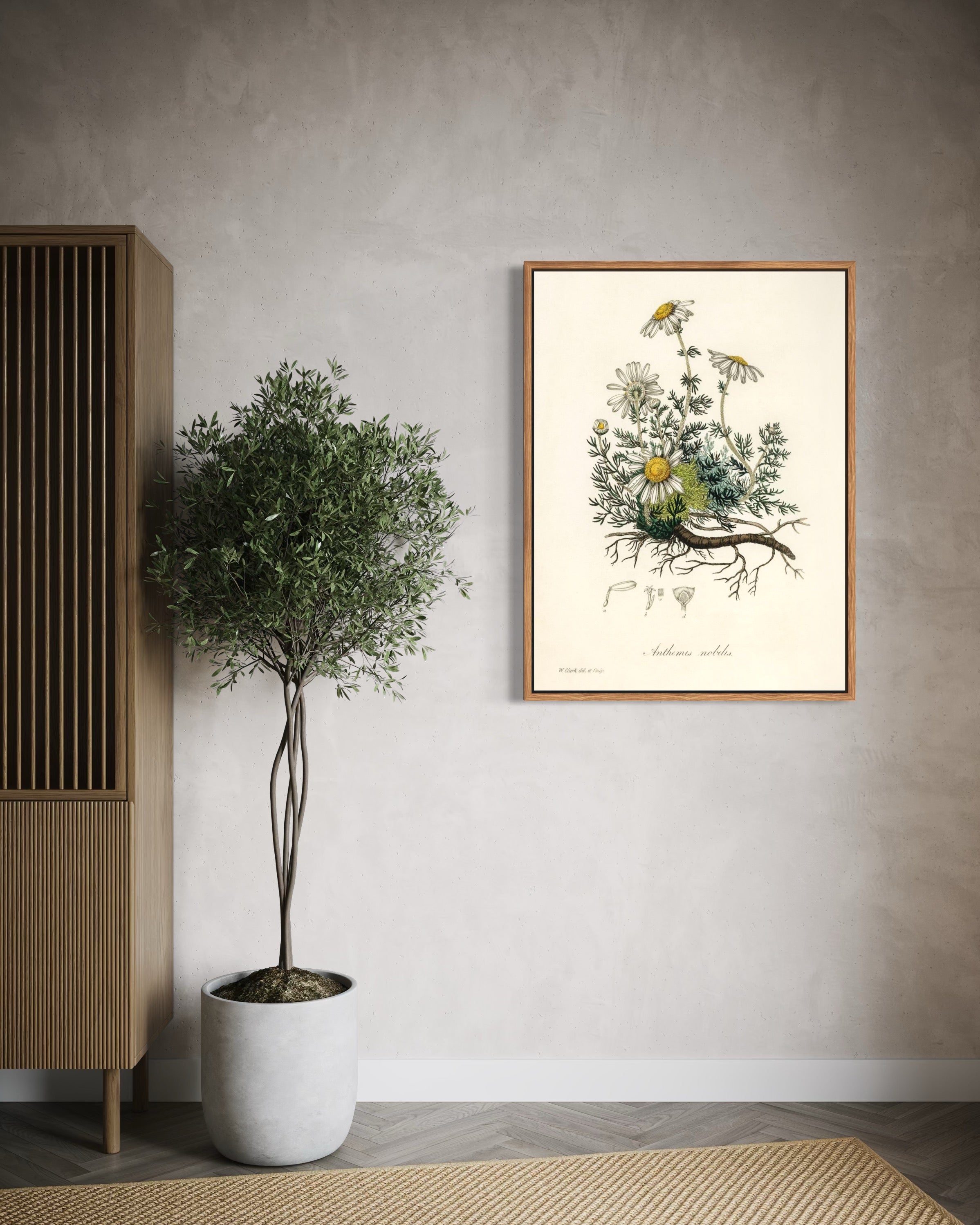 Kamille - Anthemis nobilis