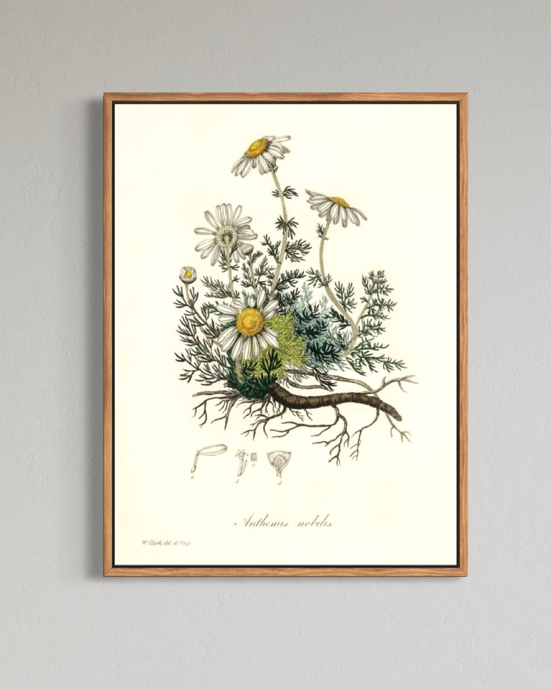 Kamille - Anthemis nobilis