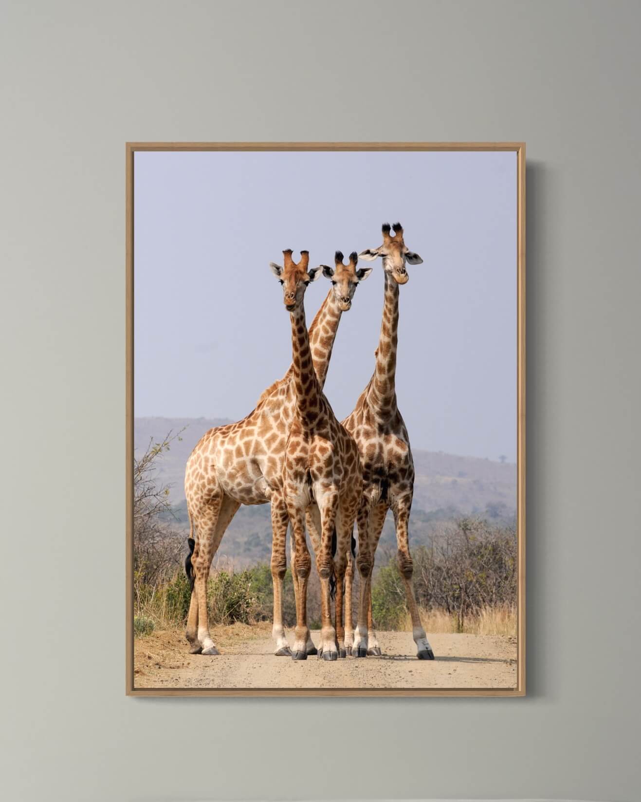Tre giraffer poserer