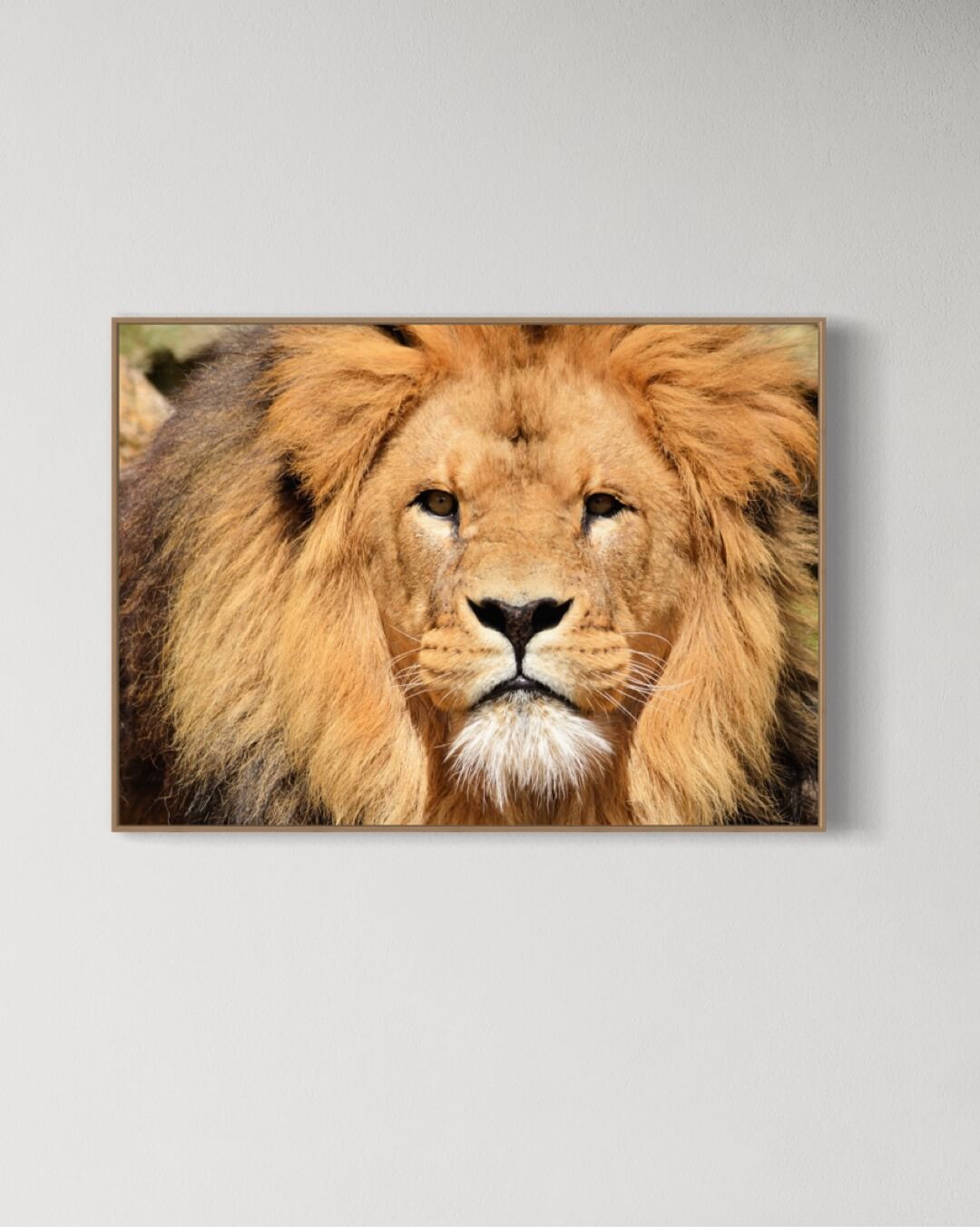 The wildlife lion