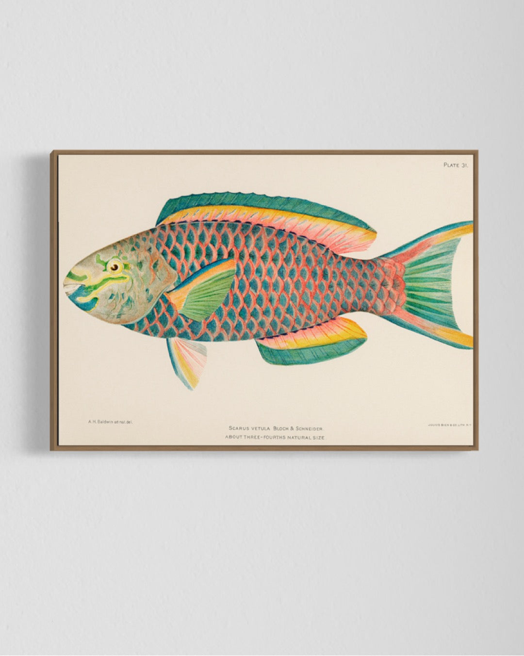 Queen Parrot fish