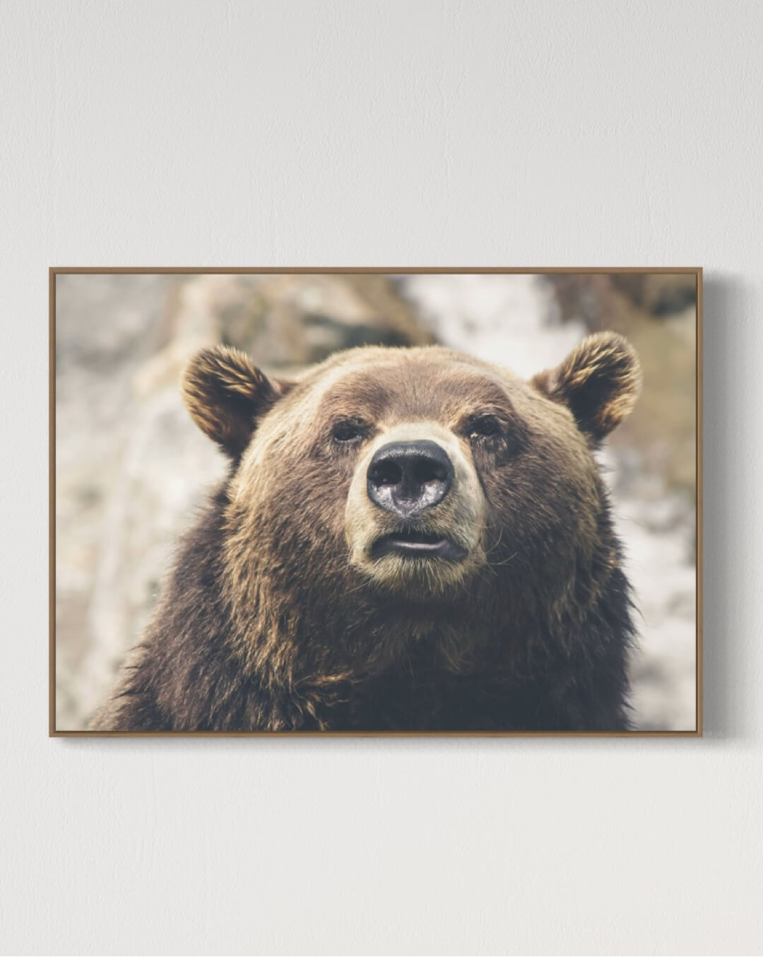 Wild bear