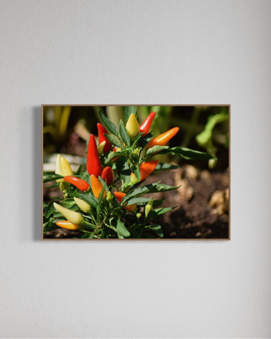 Chiliplante