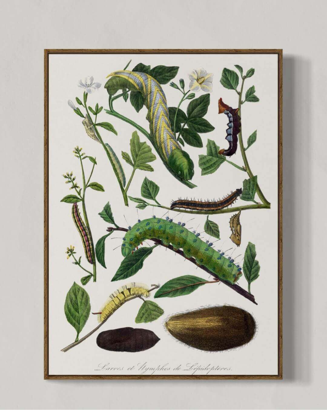 Botanisk Illustration af Larver