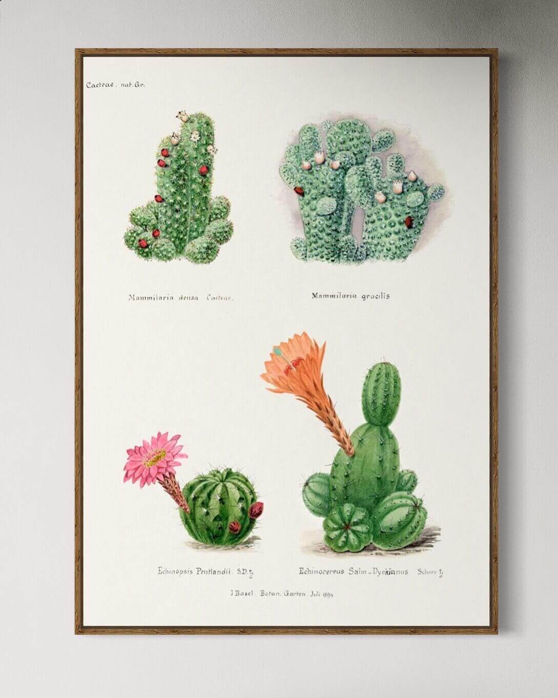 Botanisk Illustration af Kaktusser