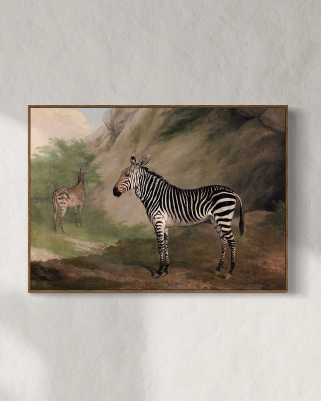 Zebraens blik