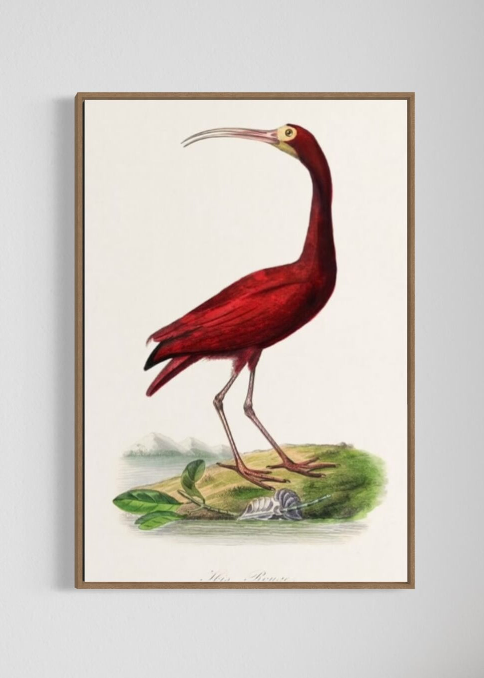 Scarlet ibis - den røde fugl