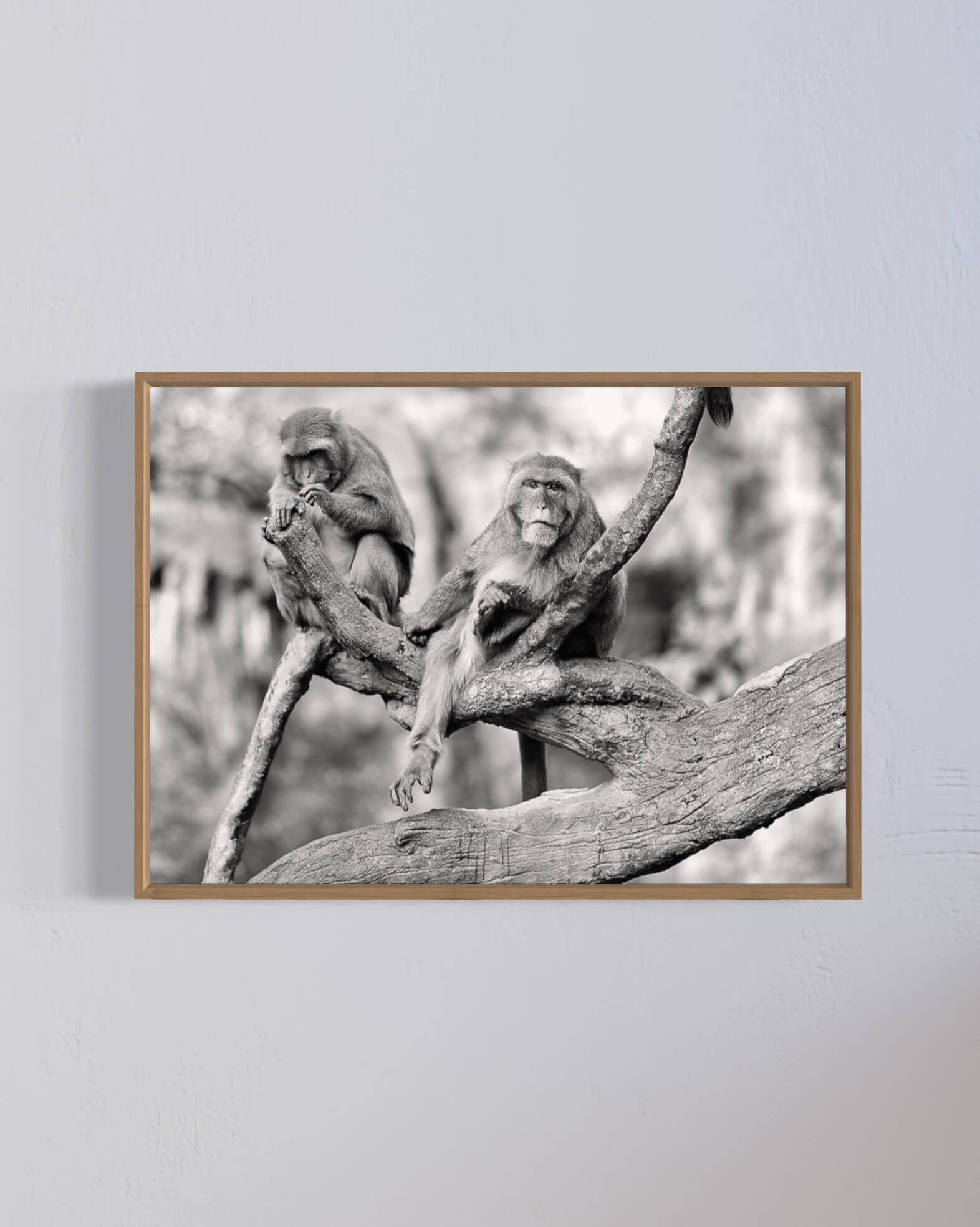 Foto af aber - sort/hvid
