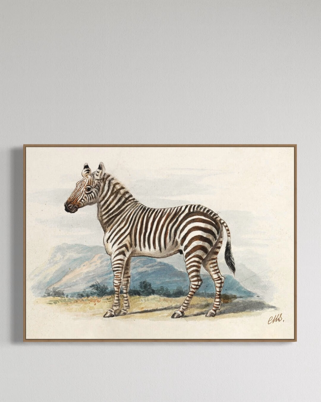 The Zebra