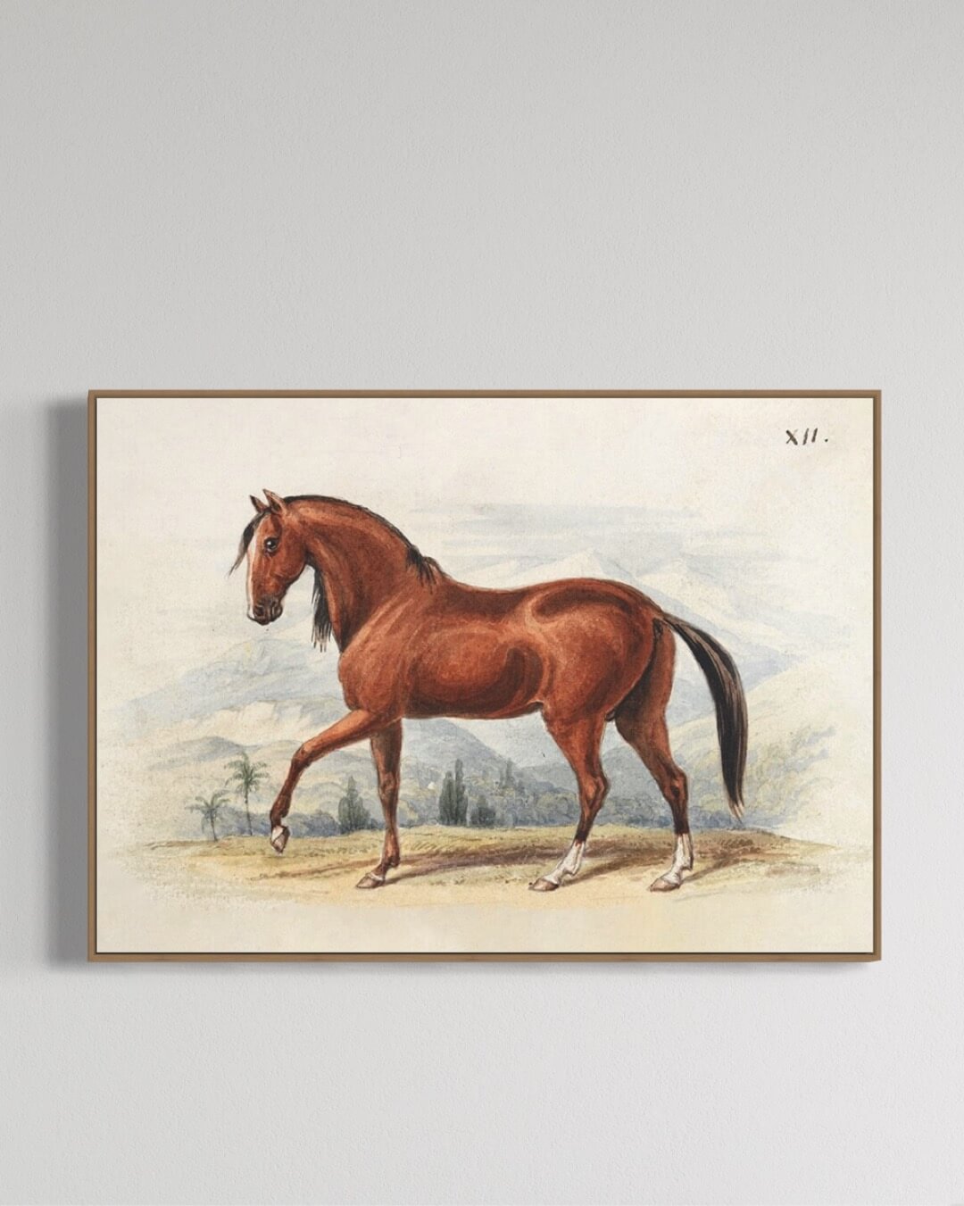 Peruviansk hest - litografi