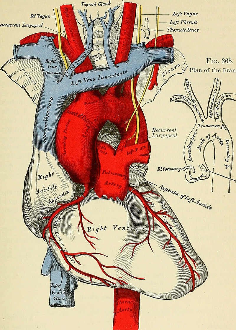 Identifier: Anatomy – Historisk plakat