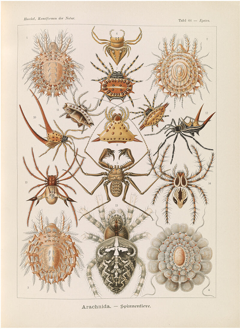 Insects illustration