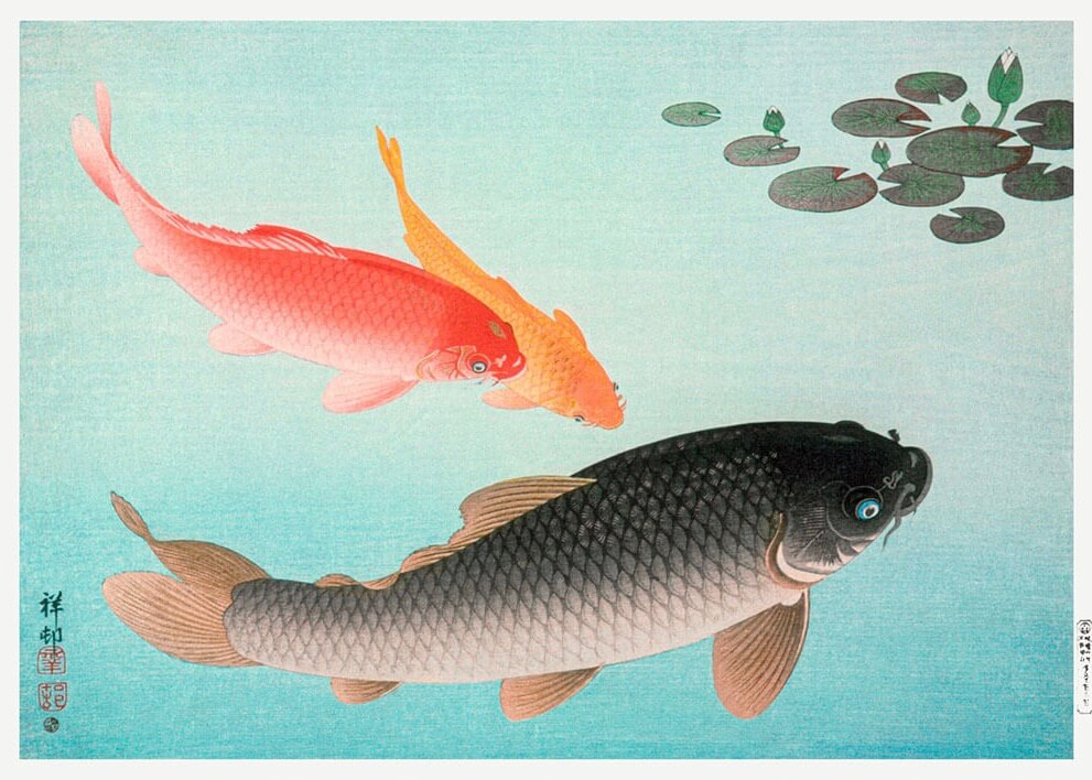 Plakaten Japansk Koi Fiskedam fra Posters viser tre koi-fisk - sort, rød og orange - der svømmer i klart blåt vand ved siden af grønne åkandeblade, illustreret i en traditionel japansk kunststil.