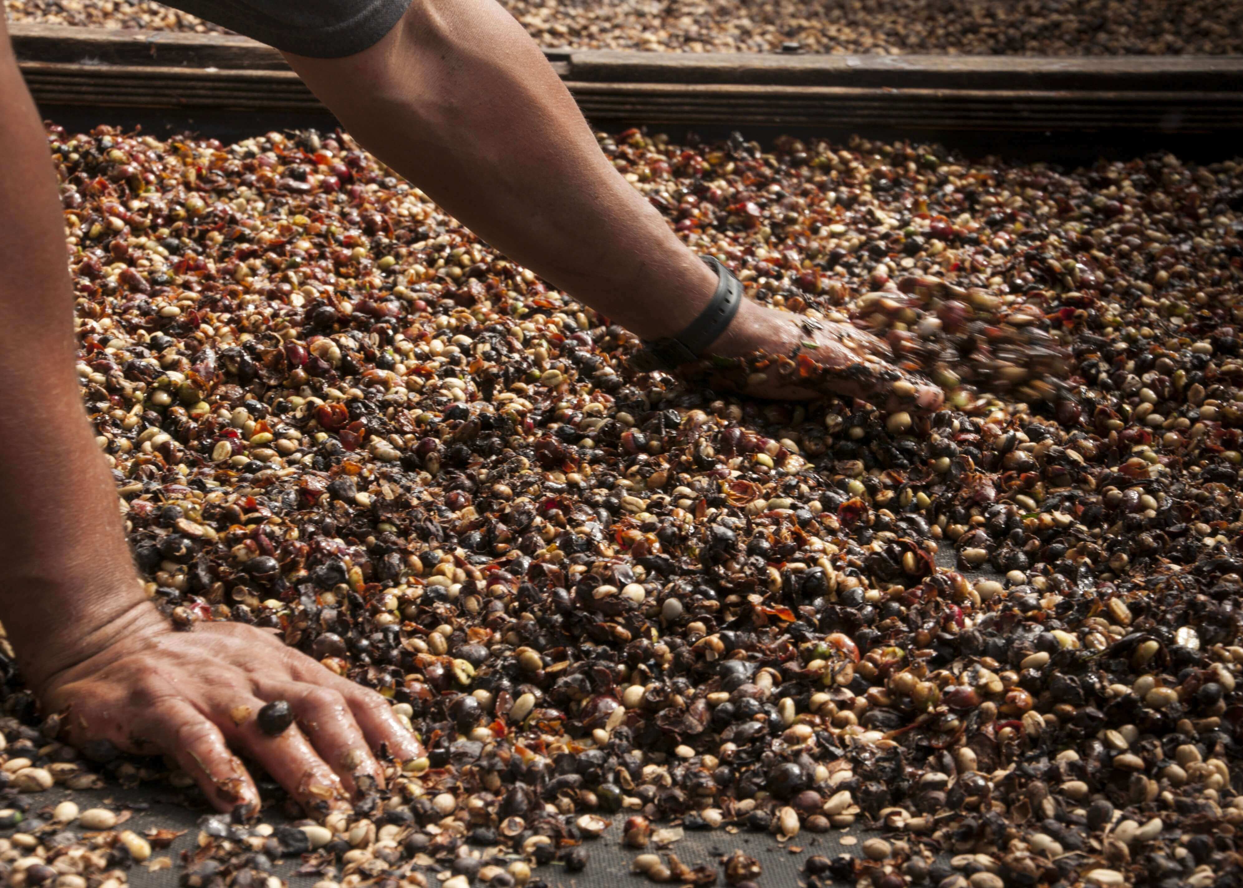 På et Posters Kaffehøst-tryk bruger en person i kortærmet skjorte og armbånd begge hænder til at sprede og sortere tørrede kaffebønner på en flad overflade.