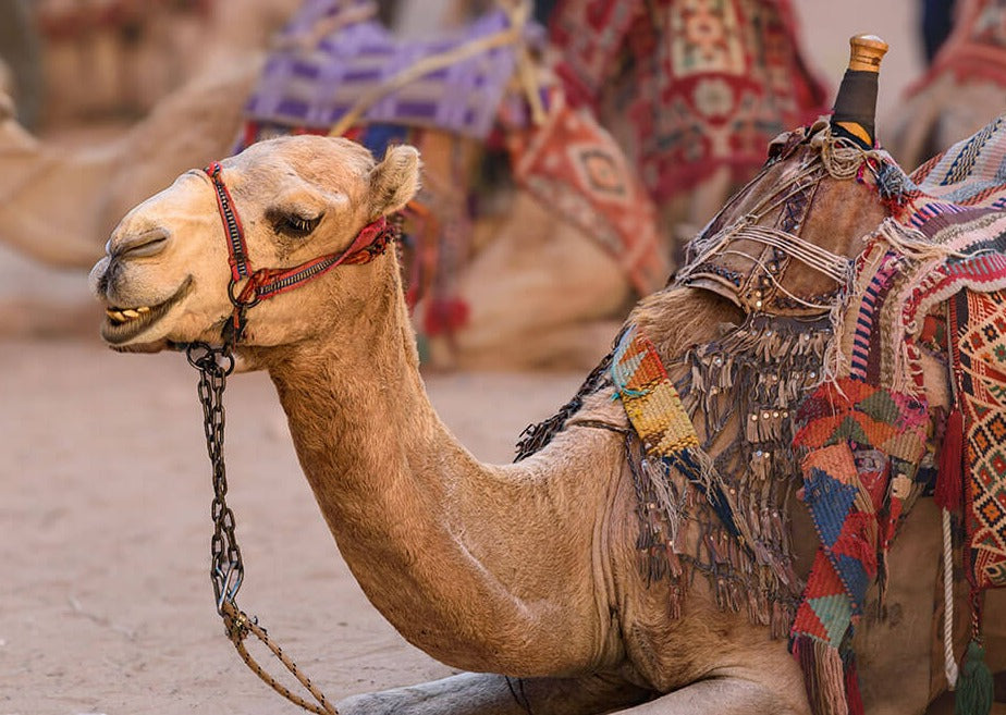 Plakaten "Kamelen slapper af" fra Posters viser en kamel, der slapper af på sand med farverige tæpper og en hovedsele, mens andre dekorerede kameler fremstår sløret i baggrunden.
