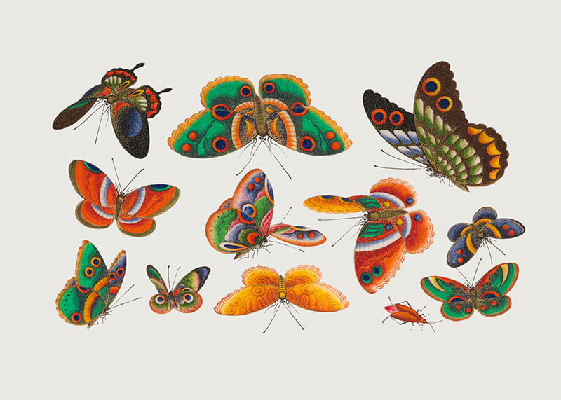 Kinesisk sommerfugl og insekt