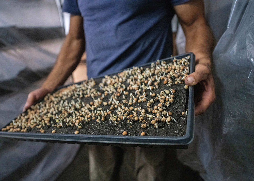 En person holder en sort bakke fyldt med spirede frø og jord i et drivhus, der viser den tidlige plantevækst - perfekt som "Klar til ristning"-plakat fra Posters til at inspirere indendørs haveentusiaster.
