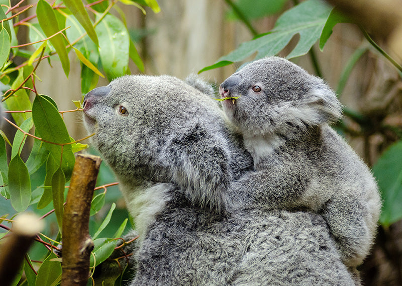 Koalamor og unge