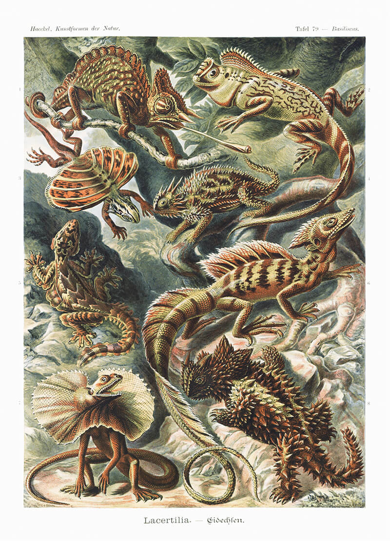 Lacertilia–Eidechlen
