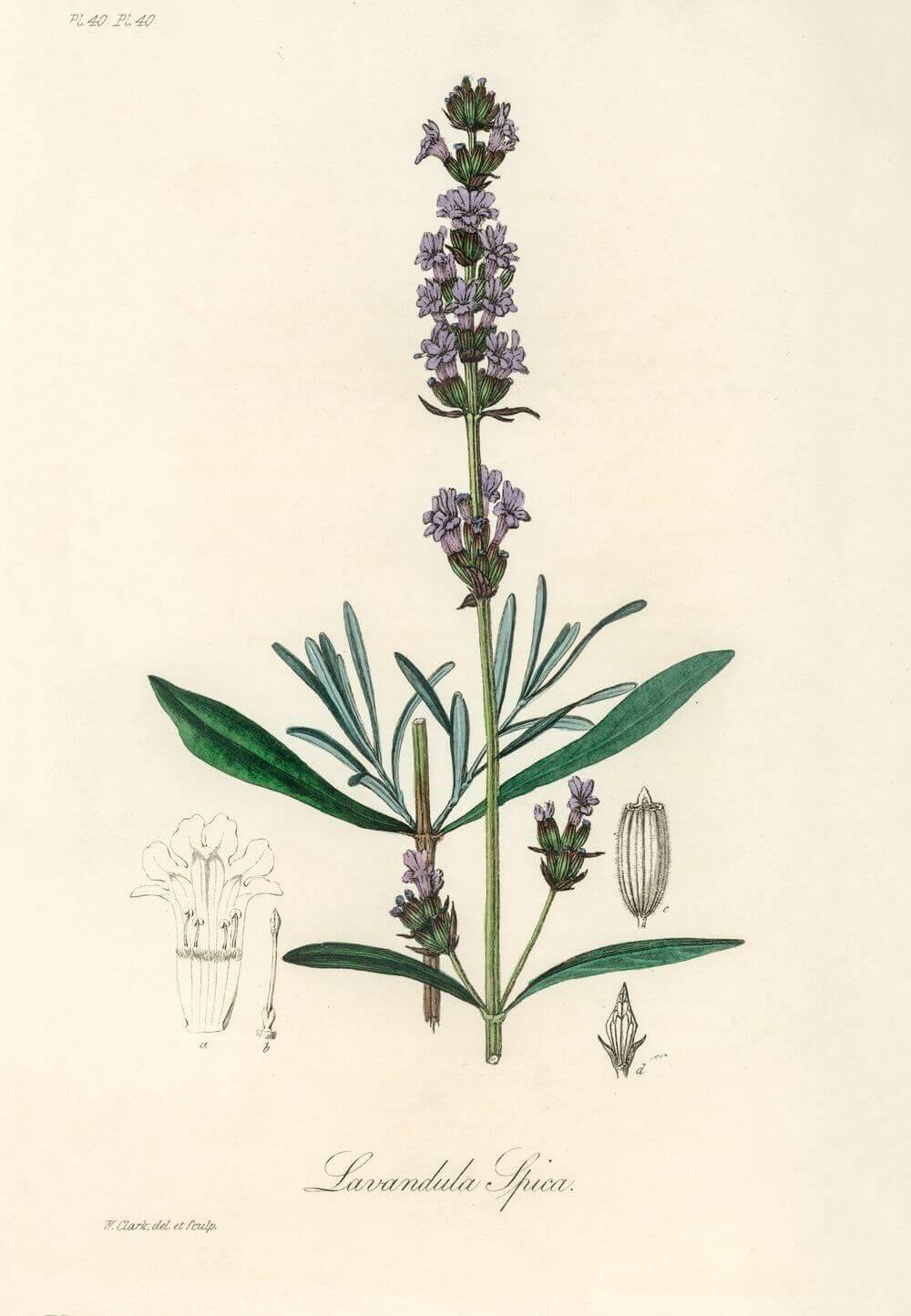 Lavendel - Lavandula ipica