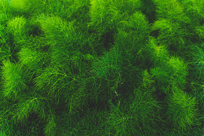 Leafy Tree