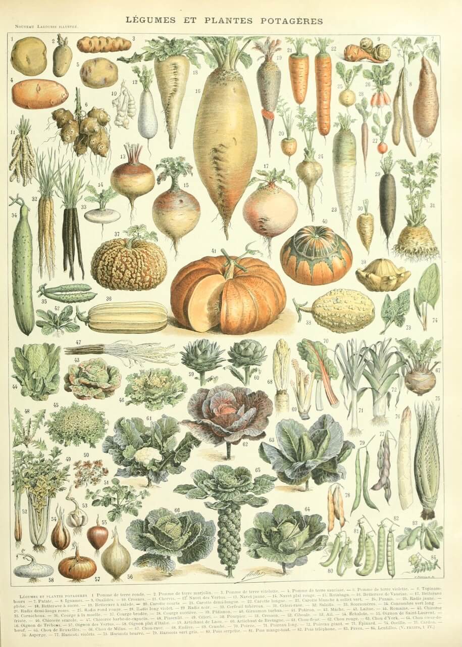 Plakaten "Legume Et Plante Potageres" botanisk plakat har en vintage grøntsagsillustration af gulerødder, græskar, rødbeder, kål, salat og ærter pænt arrangeret i elegante rækker.