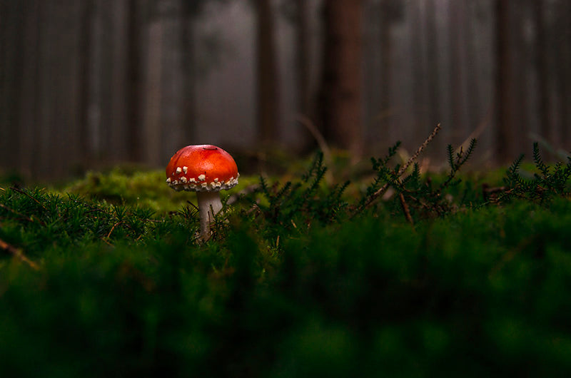 Lone Agaric Mushroom