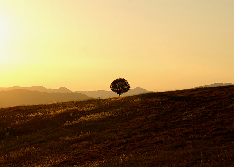 Lone Tree