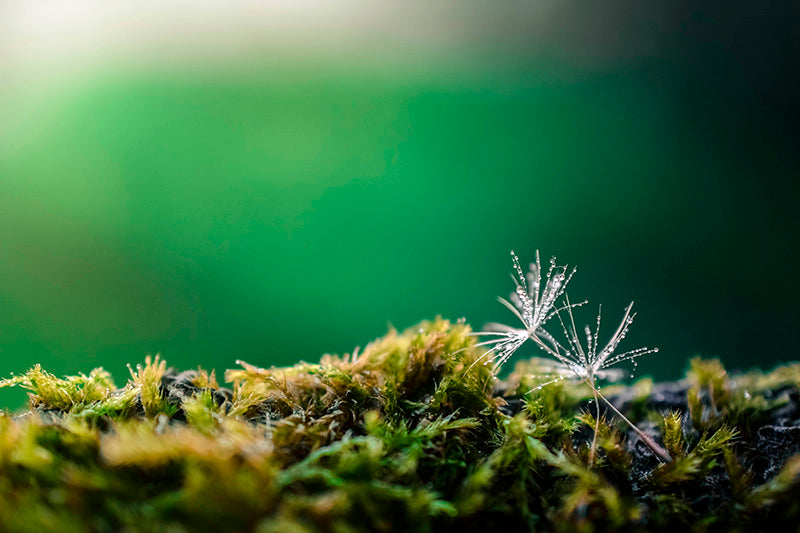 Lost Dandelion
