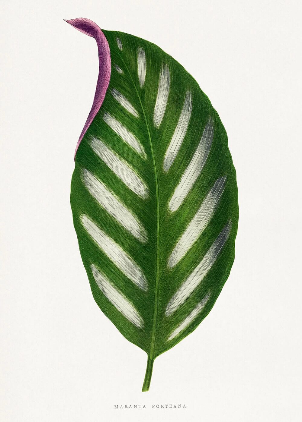 Maranta Porteana