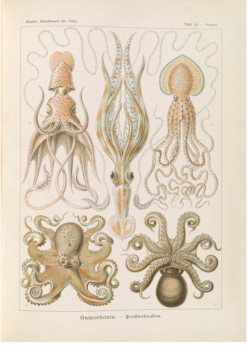 Marine life illustration IX