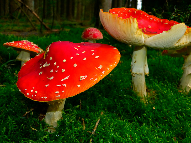 Massive Mushroom