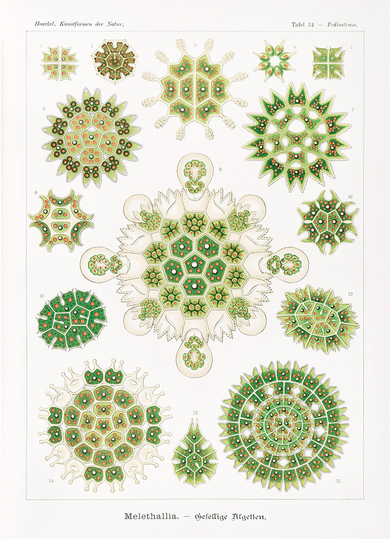 Melethallia–Gesellige Algetten