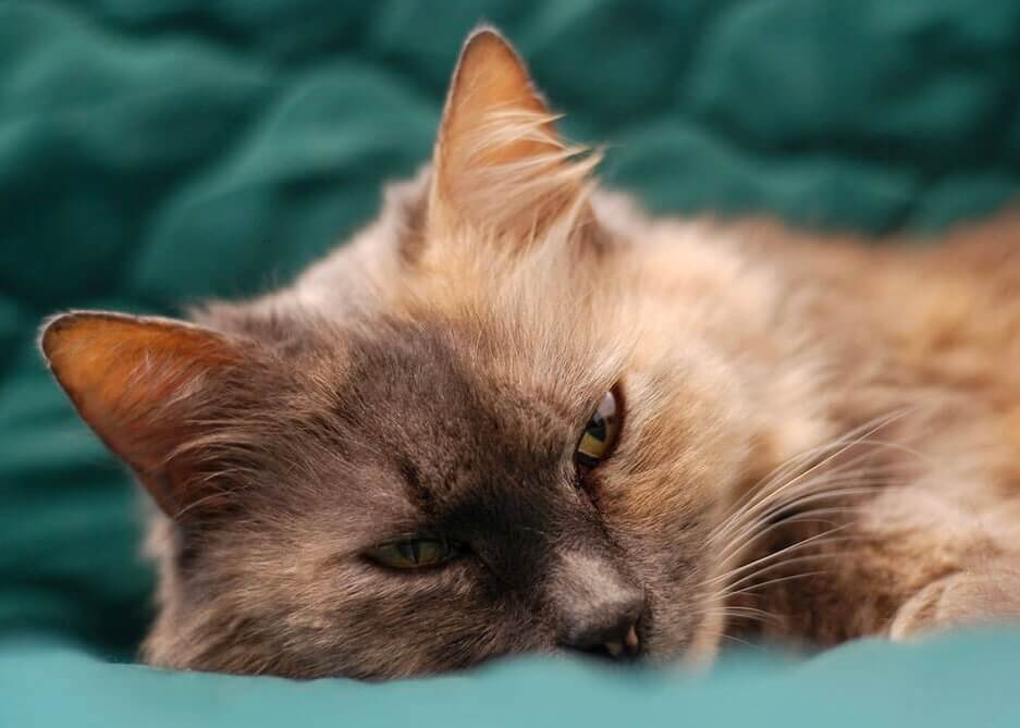 Plakaten "Missekat på turkis tæppe" fra Posters viser en blød kat med grønne øjne, der hviler på et blågrønt tæppe - en hyggelig tilføjelse til enhver katteelskers væg.