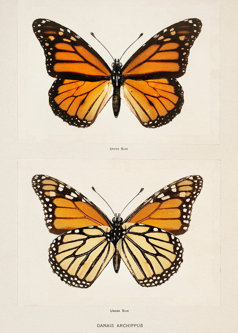 Monarch Butterfly (Danais Archippus)