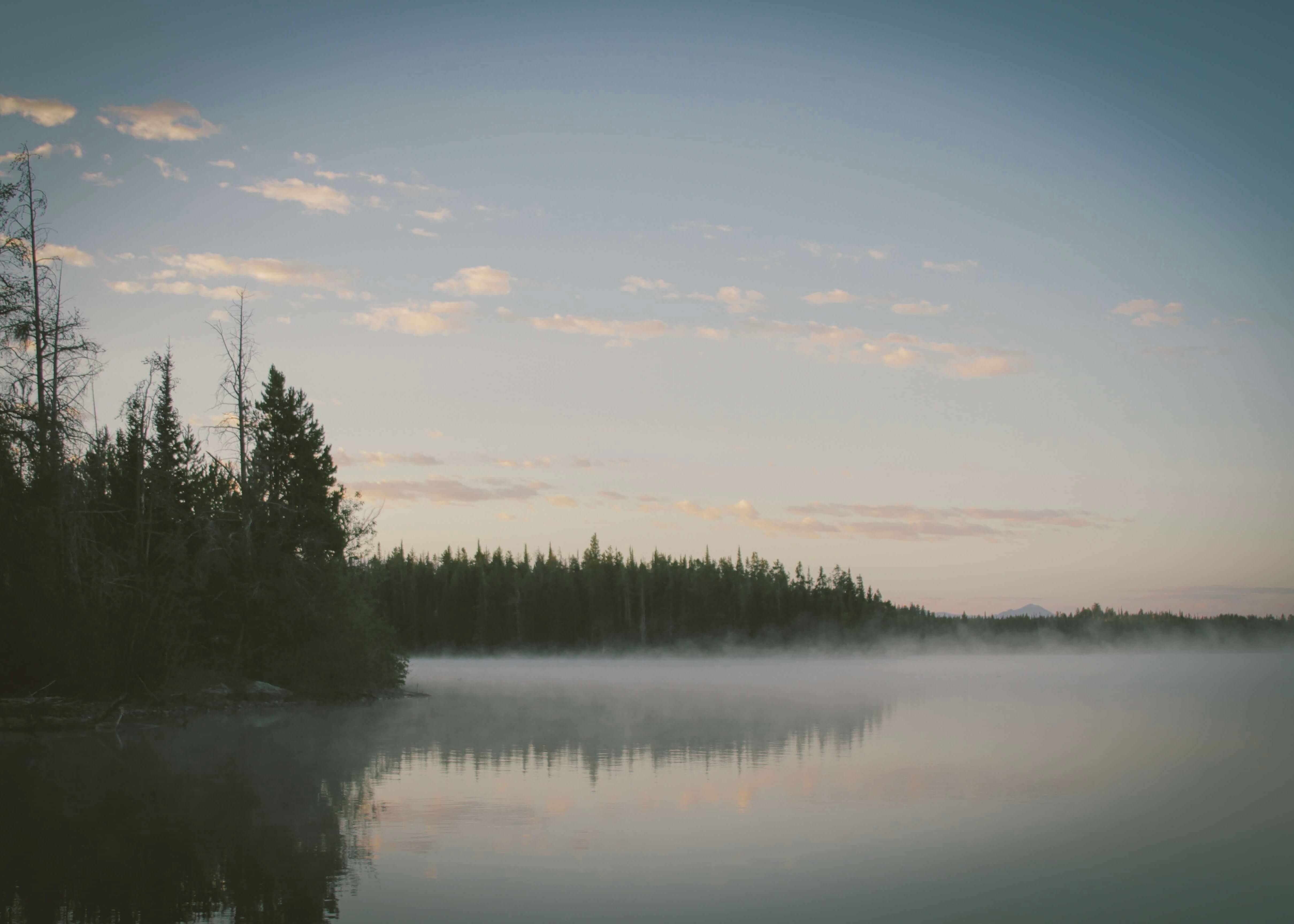 Morgenens tåge