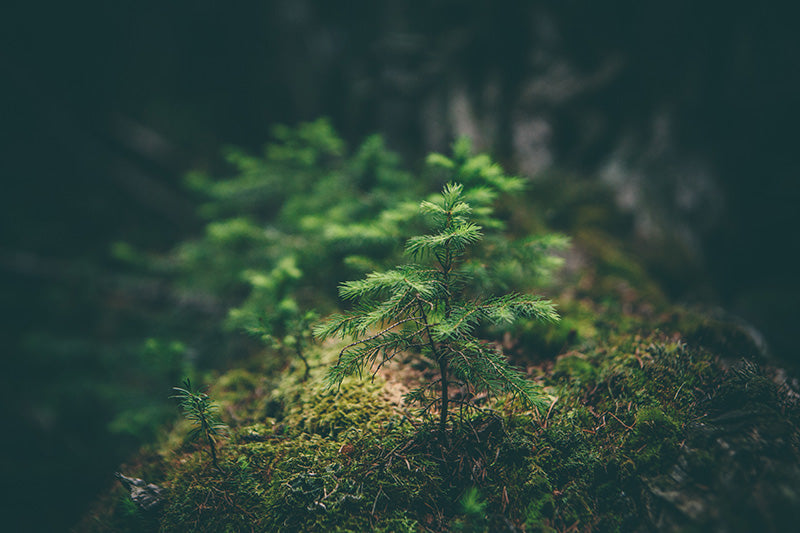 Moss Flower