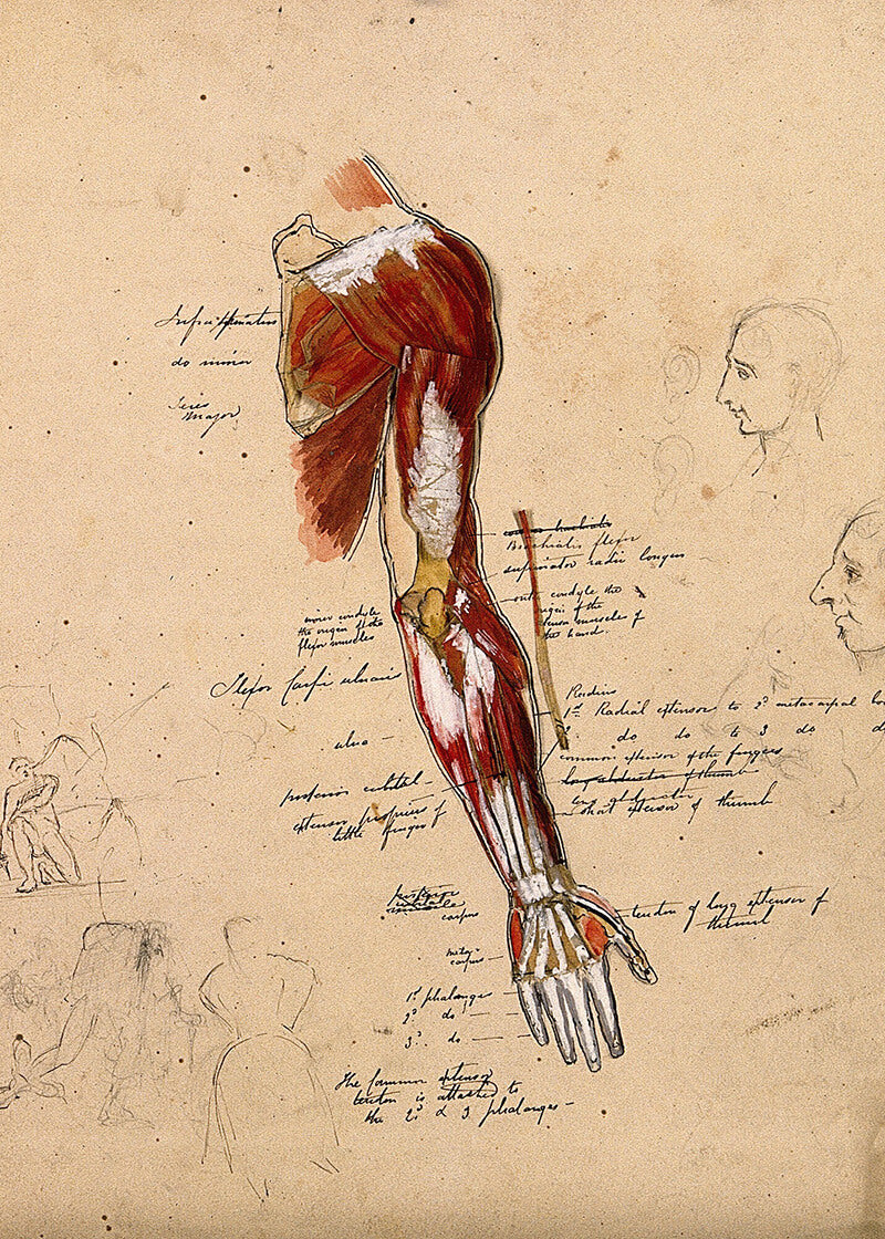 Muscles of the Arm, Shoulder, and Hand – Detaljeret muskelanatomi