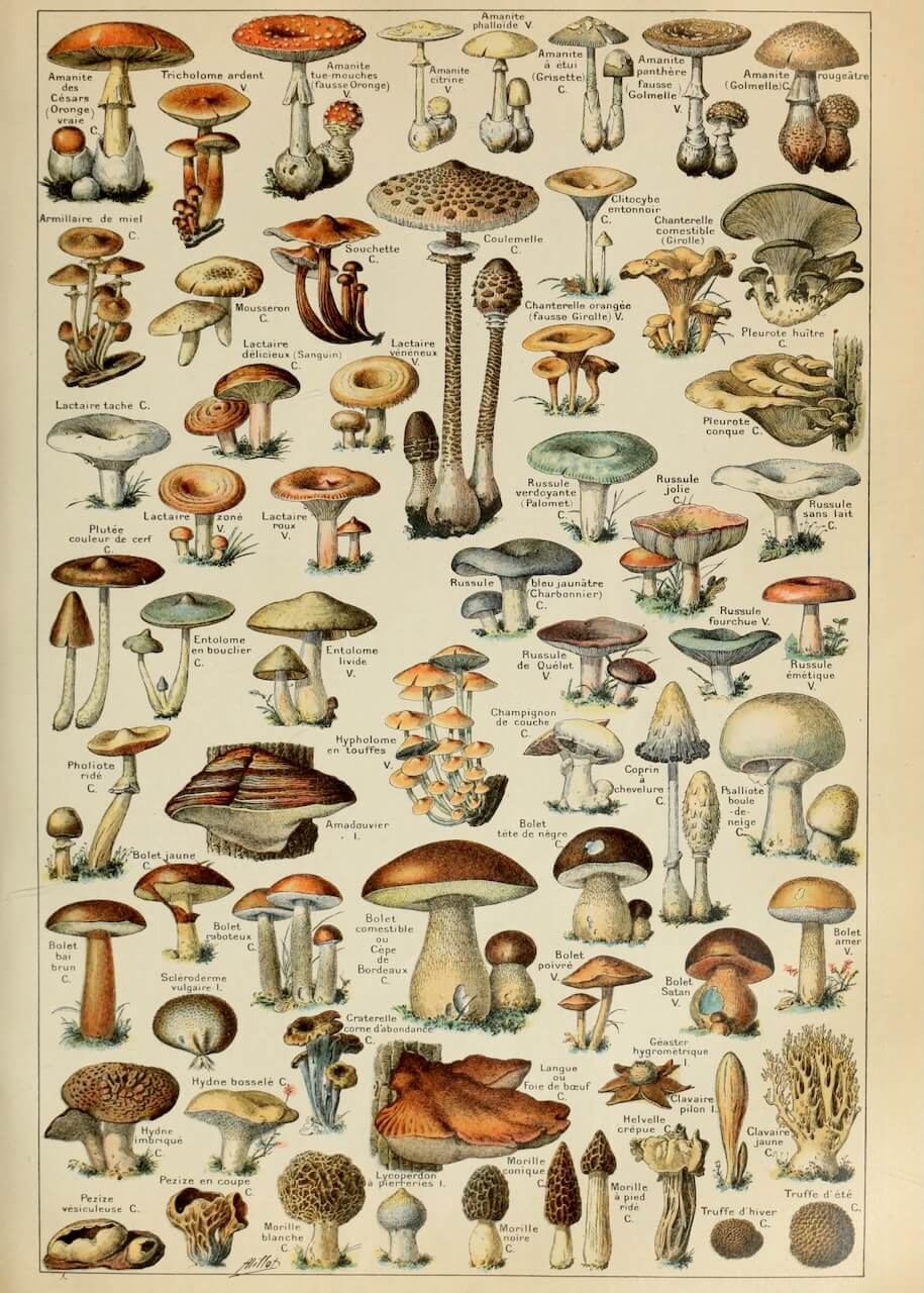 Mushroom Fungi Botanical-plakaten fra Posters har botaniske illustrationer af forskellige svampe, hver med sit videnskabelige navn, arrangeret i rækker på en cremefarvet baggrund for at fremhæve deres unikke former og farver.