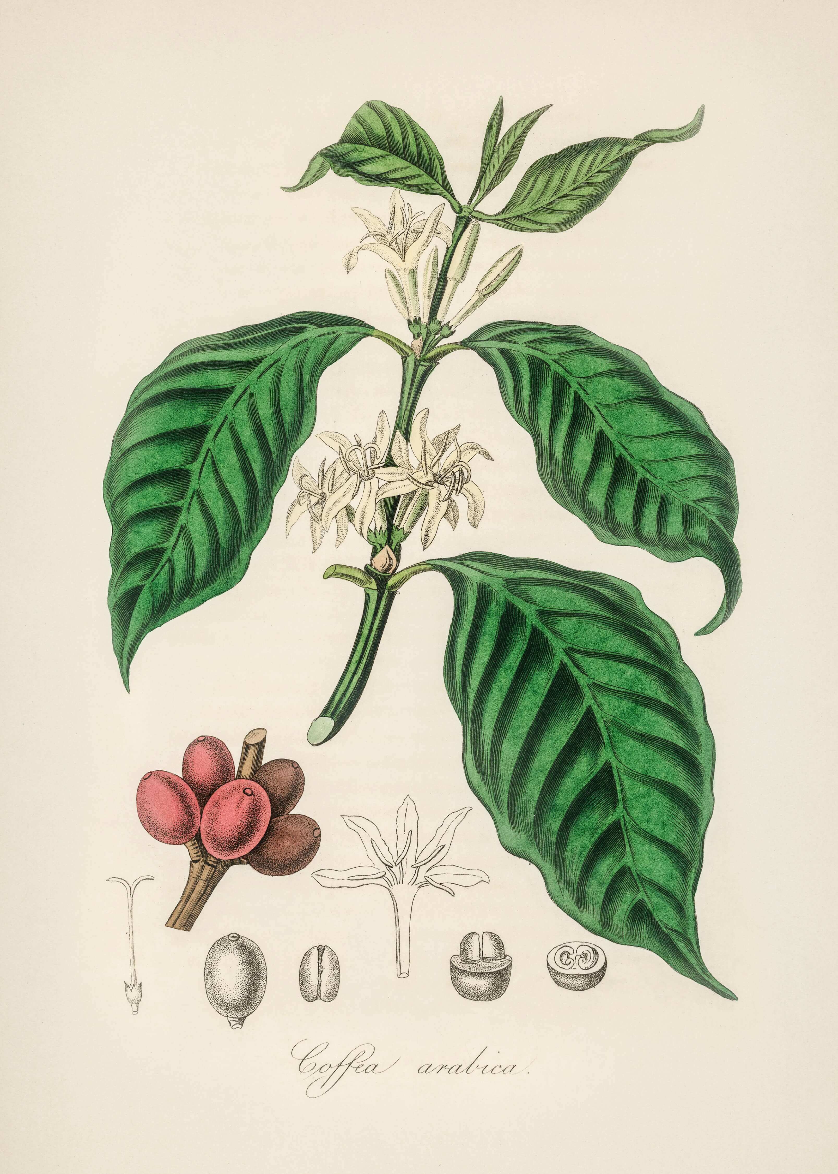 Naturens Gave by Posters er et botanisk illustrationsplakat af Coffea arabica-planten, der viser store grønne blade, hvide blomster, røde kirsebær og detaljerede tegninger af frø, blomster og frugt i tværsnit.