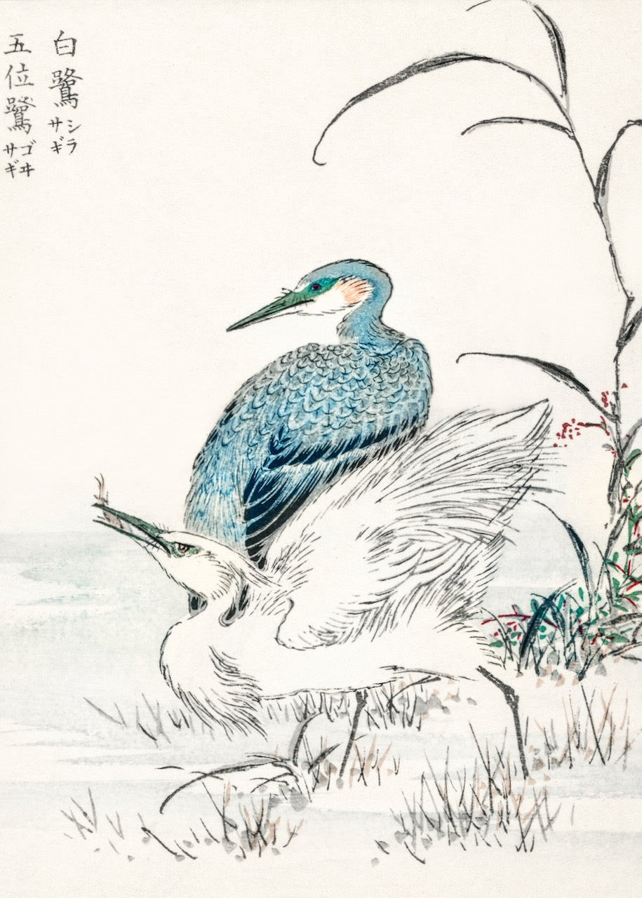 Plakaten "Night Heron and Little Egret" fra Posters viser to fugle, en blå og en hvid, nær vand med højt græs, designet i en traditionel japansk stil med håndtegnede detaljer, fine linjer og dæmpede farver.