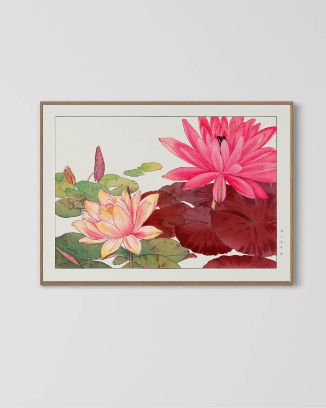 Nymphaea lotus