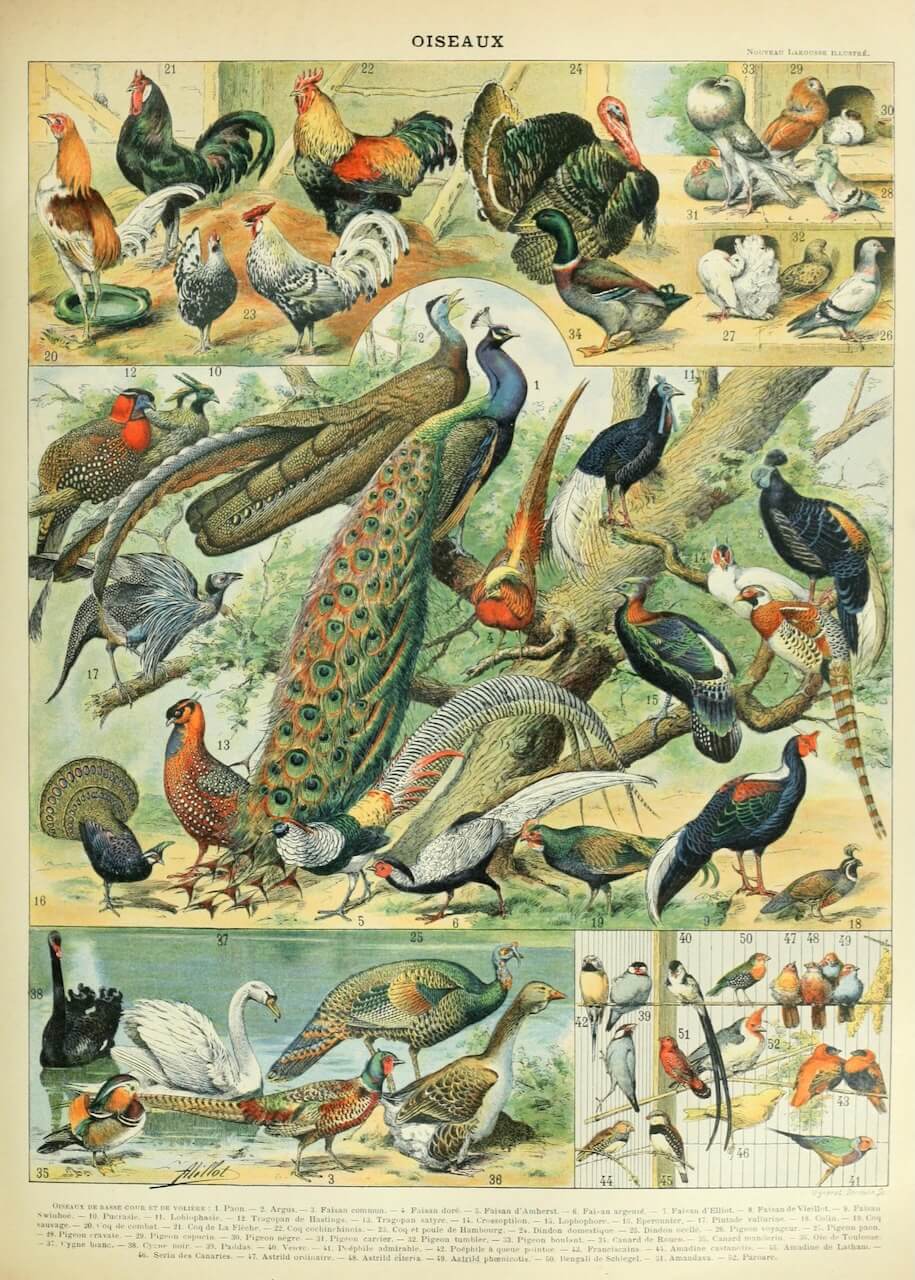 Oiseaux C fra plakater: Farverig fugleplakat med detaljerede illustrationer af fasaner, påfugle, svaner og sangfugle - alle nummereret til et lærerigt overblik.