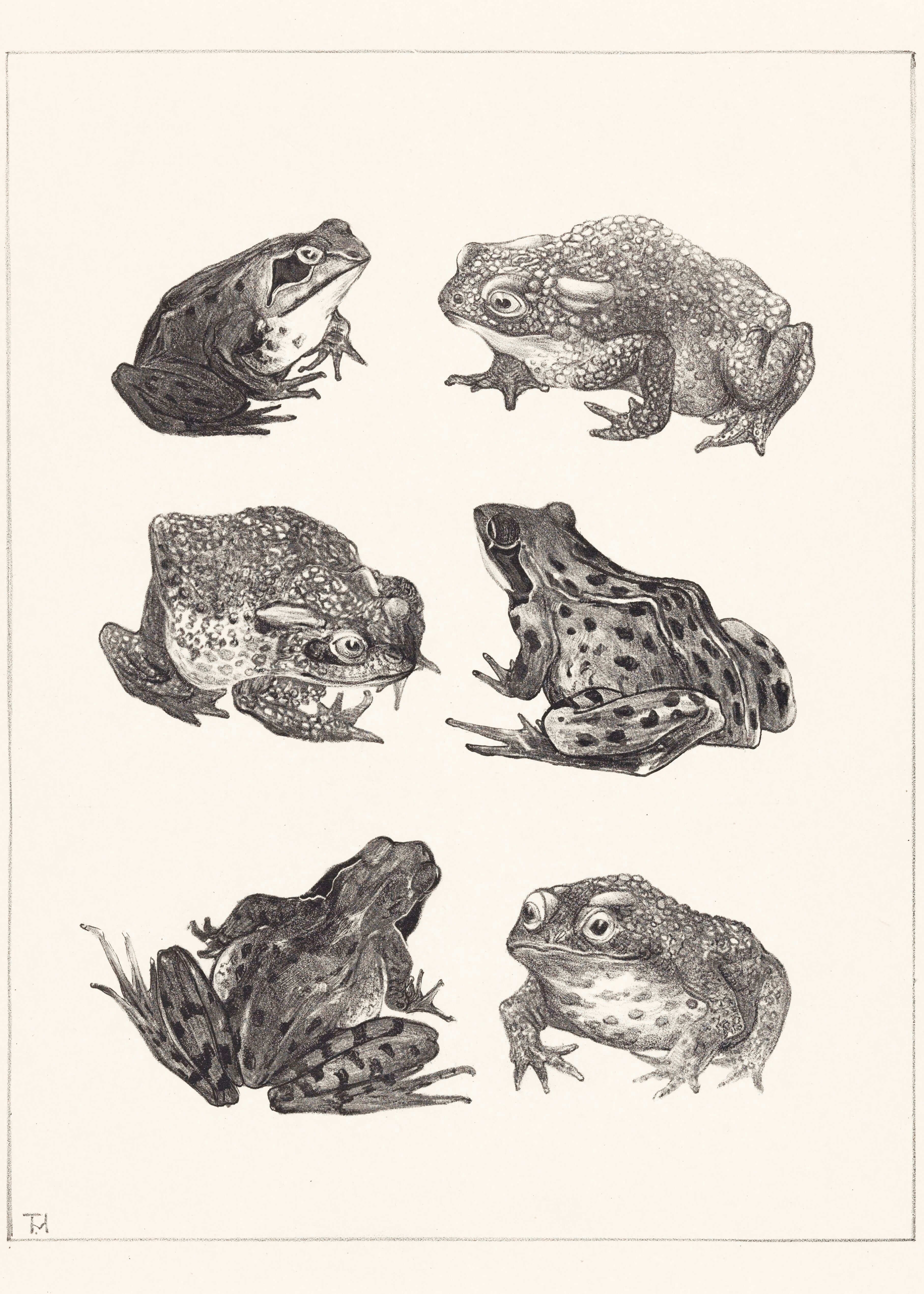 Paddernes liv" af Posters: En sort-hvid illustration med seks frø- og tudsearter i sideprofil - et charmerende værk, der giver landlig charme til din boligindretning, ligesom den klassiske plakat haner og kyllinger.