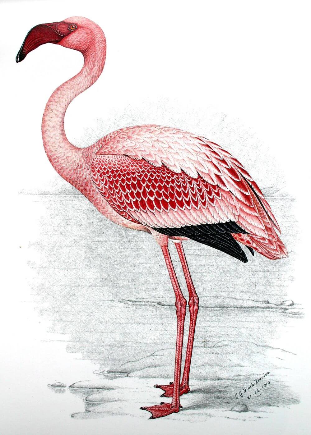 Painting of Lesser Flamingo by Posters - en lyserød flamingo med detaljerede fjer og et buet sort næb, der står på et ben mod en lysegrå baggrund. Trykt på FSC-certificeret papir som en tidløs plakat.