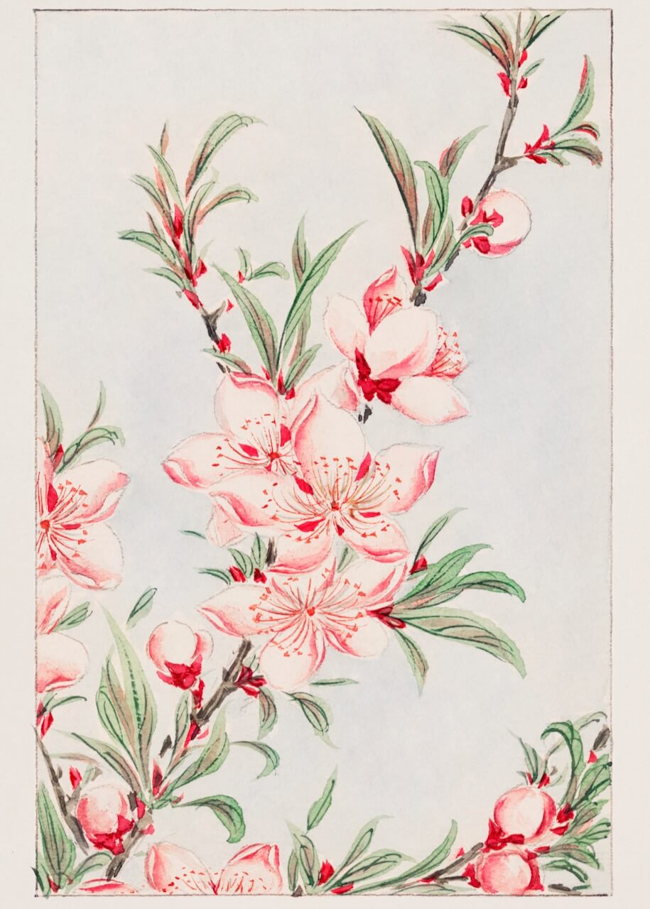 Peach Tree Branches with Leaves and Blossoms" af Posters har en delikat akvarel af lyserøde blomster og grønne blade på slanke grene mod en blød baggrund, der skaber en yndefuld, naturlig atmosfære.