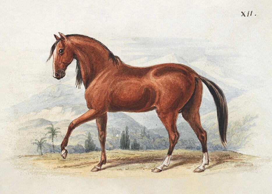 Peruviansk hest - litografi