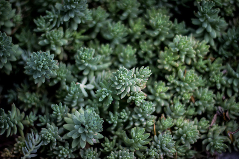Petrosedum sediforme plant