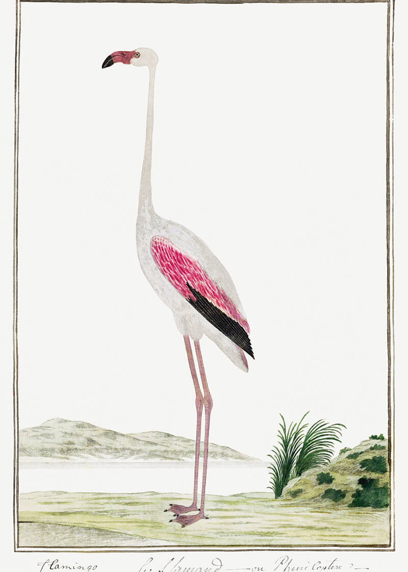 Phoenicopterus ruber roseus